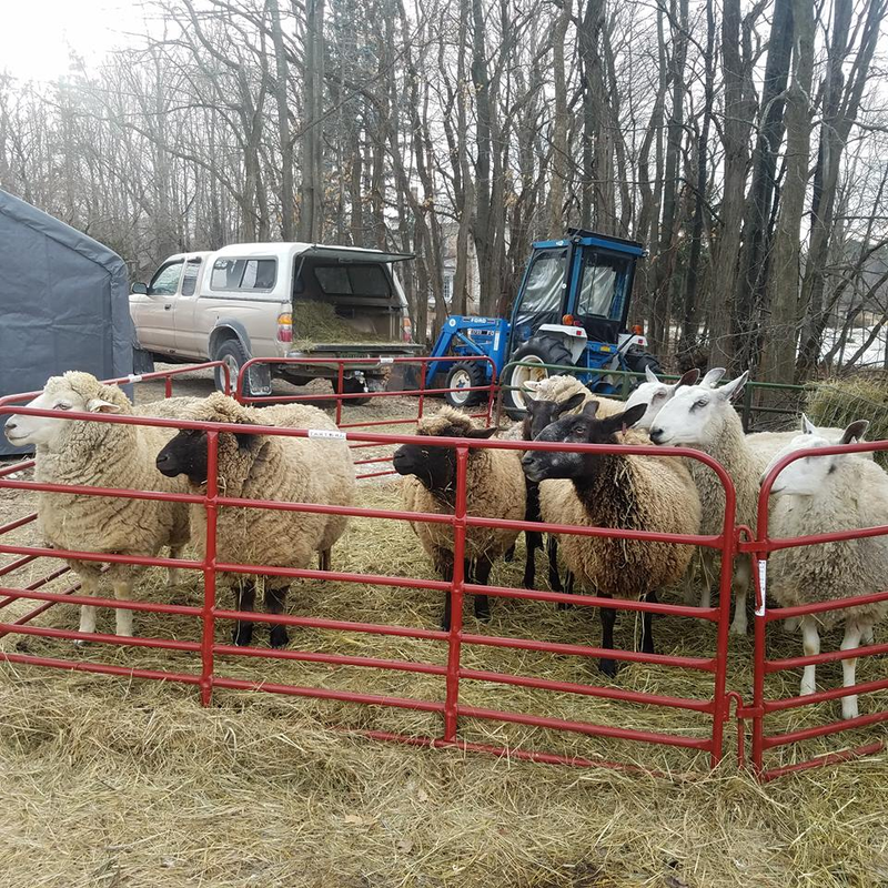 from left to right: Meadowlark, Bobolink, Peggy (out oldest sheep) Maryanne, Valentine (back) Tardis (front) Little Moose, Dalek, and Eleanore.
